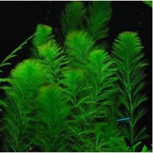 Myriophyllum snowflake vitro bitki 100cc / m28
