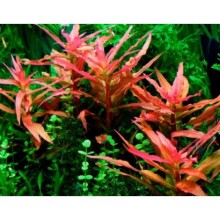 Ammannia gracilis vitro 100cc/A09