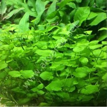 Cardamine lyrata vitro bitki 100cc / c01