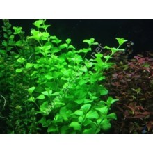 Lysimachia nummularia green vitro bitki 100cc / L25