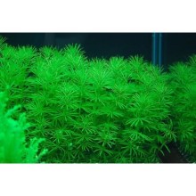 Bacopa myriophylloides vitro 100cc / B14