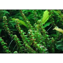 Rotala pearl vitro 100cc/R24