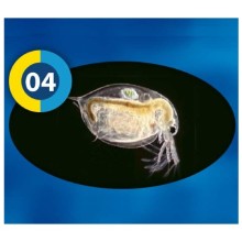 Frozen Fish Food Daphnie 100Gr - 04 / Su Piresi - Dondurulmuş Canlı Yem