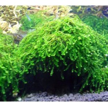 Pilo Moss Kutu Canlı Bitki 50cc Kapta