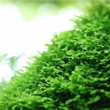 Riccardia chamedryfolia / Mini Pellia Moss 5x5 Tele Sarılı