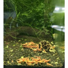 Akuma Caridina Karides 5 Adet Paket