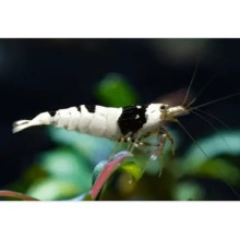 Pure Black Line Caridina Karides 5 Adet Paket