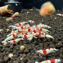 Pure Red Line Caridina Karides 5 Adet Paket