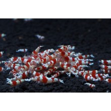 CRS Kırmızı Kristal Arı Caridina Karides 5 Adet Paket