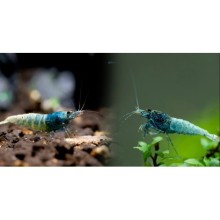 Stell Blue Caridina Karides 5 Adet Paket