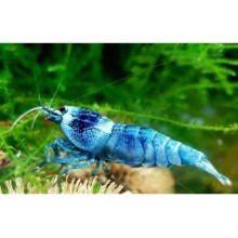 Blue Bolt Caridina Karides 5 Adet Paket