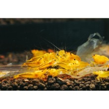 Yellow King Kong Caridina Karides 5 Adet Paket
