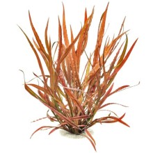 Cryptocoryne spiralis TİGER 1 Kök Canlı Bitki / Endonezya İthalatı Özel Tür Bitki