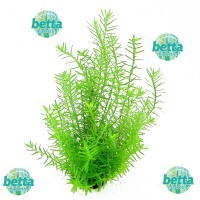 Rotala İndica Green Saksı Canlı Bitki