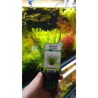 Dennerle Eleocharis acicularis 1 Saksı-Parvula