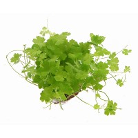 Dennerle Hydrocotyle tripartita Saksı