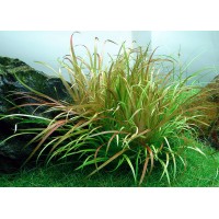 Blyxa aubertii 1 Kök Özel Tür Canlı Bitki
