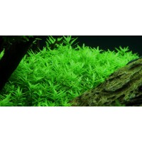 Rotala İndica Green 1 Bağ Canlı Bitki