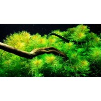Myrıophyllum  Scabratum 1 Bağ Canlı Bitki