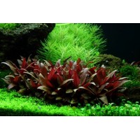 Alternanthera Rosaefolia 1 Bağ Canlı Bitki