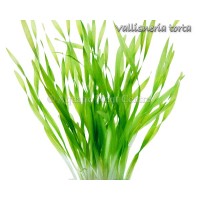 Vallisneria Torta 1Bağ Canlı Bitki - Burgulu Saz