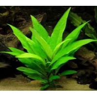 Nomaphila Siamensis 1 Bağ-Limon Bitkisi