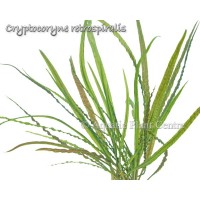 Cryptocoryne retrospiralis 1 KÖK Orta Plan