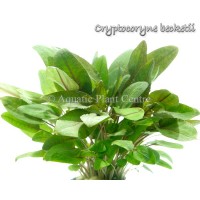 Cryptocoryne beckettii 1 Bağ Zemin Canlı Bitki