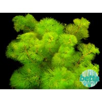 Cabomba Aquatica 1 Kök-Canlı Bitki