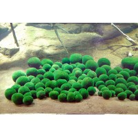 Marimo Ball-Yosun Topu 3-5cm