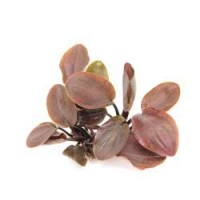 Dennerle Lagenandra meeboldii ´Red´ Saksı