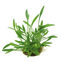 Cryptocoryne willisii 1 bağ * Zemin Bitkisi