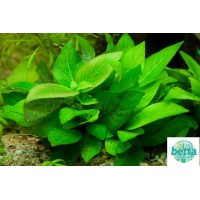 Nomaphila Siamensis 1 Kök Canlı Bitki (Limon Bitkisi)