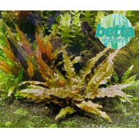 Cryptocoryne Wendetti Brown 1Bağ Canlı Bitki