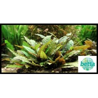 Cryptocoryne Walkeri 1 Bağ Canlı Bitki