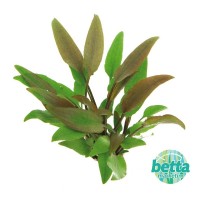 Cryptocoryne Lutea 1 Bağ Canlı Bitki