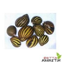Zebra Nerite Salyangoz (YOSUN CANAVARI) 5Adet