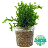 Giant willow moss 5x5 Tele Sarılı