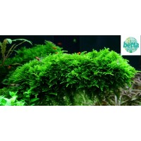 CHRISTMAS Moss 50cc Kapta Moss Bitkisi