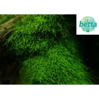 Java moss (Vesicularis dubyana) 5x5 Plaka