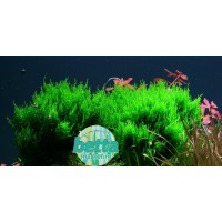 Taxiphyllum Flame Moss 5x5 Plaka Sarılı