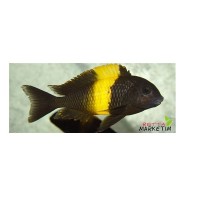 Tropheus Balıklarınız İçin Çok Çeşit Balık Yemi