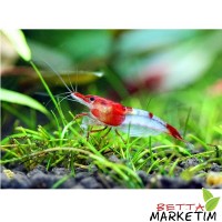 Red Rili Karides 5 Li Paket