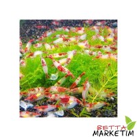 Red Rili Karides 5 Li Paket