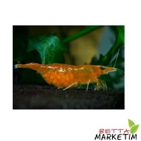 Turuncu Sakura  Karides 5 Li Paket