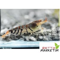 Kaplan Karides(TİGER) 5 Li Paket