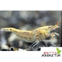 Yabani İnci Karides  5 Li Paket