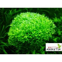 Riccia moss 5x5 Yeni Tele Sarılmış
