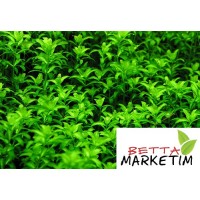 MICRANTHEMUM MICRANTHEMOIDES 1 Bağ Canlı