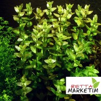 Bacopa Caroliniana 1 Bağ Canlı Bitki